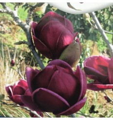 MAGNOLIJA GENIE