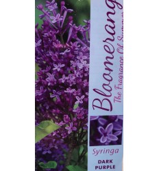 CERIŅI BLOOMERANG DARK PURPLE