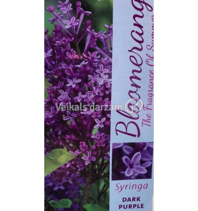 CERIŅI BLOOMERANG DARK PURPLE