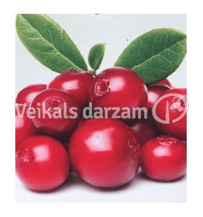 BRŪKLENE RED PEARL