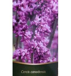 KANĀDAS CERCIS