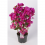 BUGENVILEJA (BOUGAINVILLEA) VIOLETA 19Ø35H