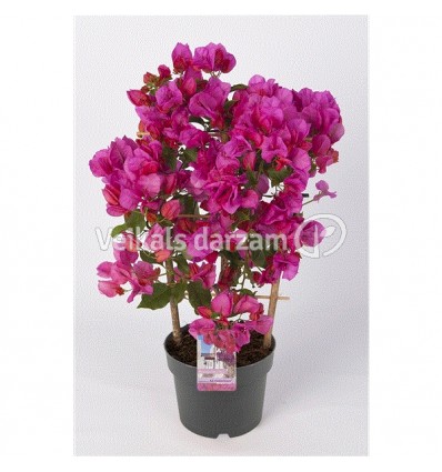 BUGENVILEJA (BOUGAINVILLEA) VIOLETA 19Ø35H