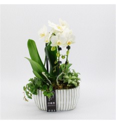 FALENOPSIS (PHALAENOPSIS) ARR. 21Ø35H ORHI