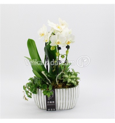 FALENOPSIS (PHALAENOPSIS) ARR. 21Ø35H ORHI