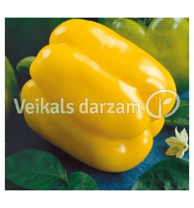 PAPRIKA QUADRATO GIALLO STĀDI