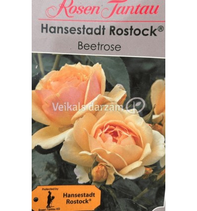 ROZE FLORIBUNDA HANSESTADT ROSTOK