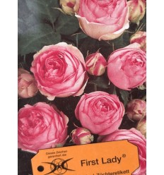 PARKA ROZE FIRST LADY®