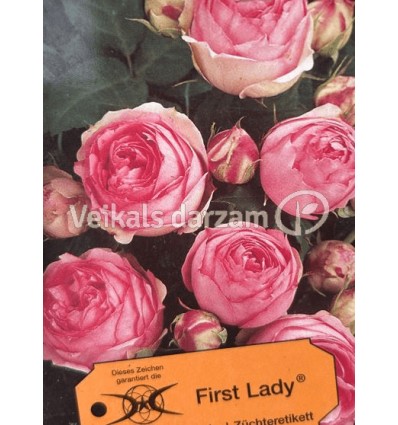 PARKA ROZE FIRST LADY®