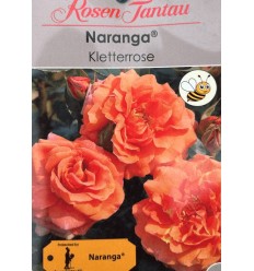 ROZE KĀPELĒJOŠĀ NARANGA