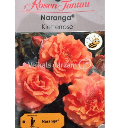 ROZE KĀPELĒJOŠĀ NARANGA