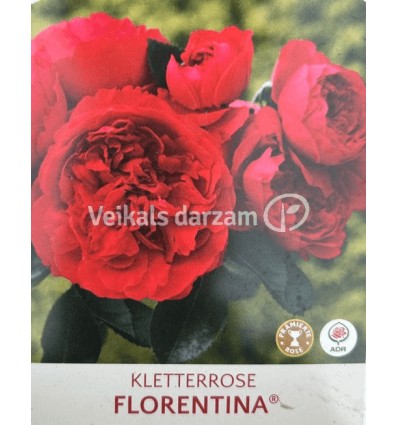 VĪTEŅROZE FLORENTINA®