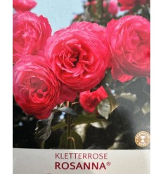 VĪTEŅROZE ROSANNA®