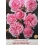 ROSE FLORIBUNDA WELLENSPIEL®