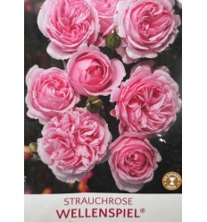 ROSE FLORIBUNDA WELLENSPIEL®