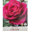 ROZE FLORIBUNDA FUR ELISE®