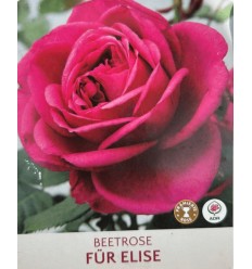 ROZE FLORIBUNDA FUR ELISE®