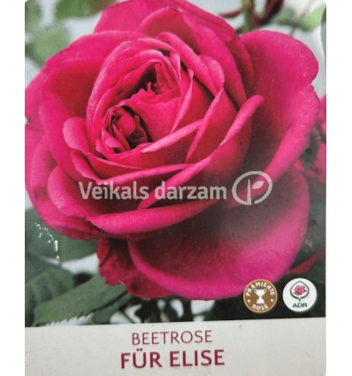 ROZE FLORIBUNDA FUR ELISE®