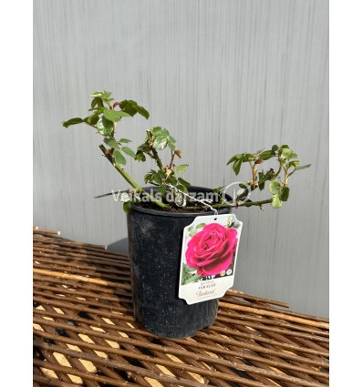 ROZE FLORIBUNDA FUR ELISE®