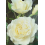 ROZE FLORIBUNDA LIONS GENEROSITY®