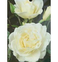 ROZE FLORIBUNDA LIONS GENEROSITY®