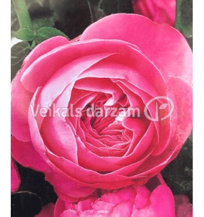 ROZE FLORIBUNDA LEONARDO DA VINCI