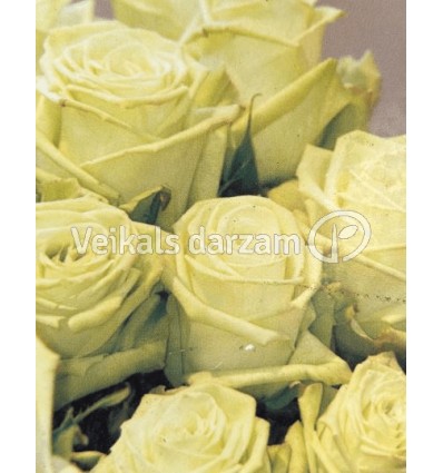 ROZE FLORIBUNDA LOVELY GREEN®