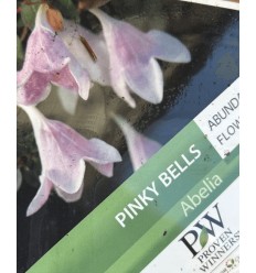 ABĒLIJA PINKY BELLS