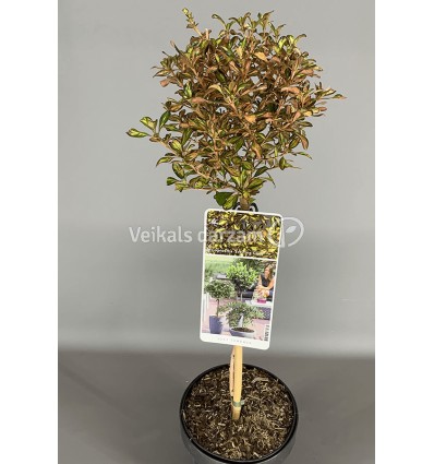 COPROSMA DARK ANGEL PA