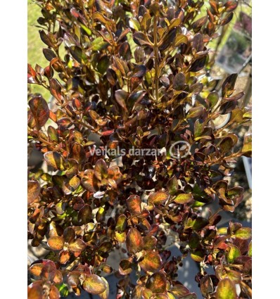 COPROSMA DARK ANGEL PA