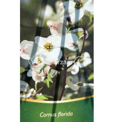 FLORIDAS GRIMONIS