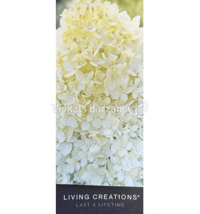 HORTENZIJA SKARAINĀ LIVING COTTON CREAM