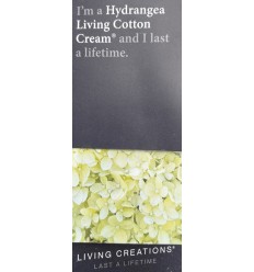 HORTENZIJA SKAR. LIVING COTTON CREAM PA