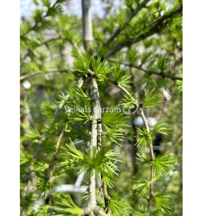 LAPEGLE EIROPAS PENDULA