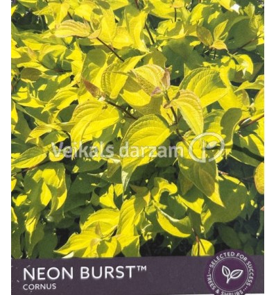 BALTAIS GRIMONIS NEON BURST