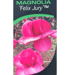 MAGNOLIJA FELIX JURY