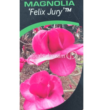 MAGNOLIJA FELIX JURY