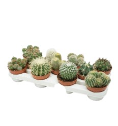 KAKTUSS (CACTUS) MIX BOLL 10,5Ø14H