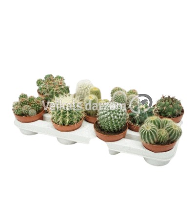 KAKTUSS (CACTUS) MIX BOLL 10,5Ø14H