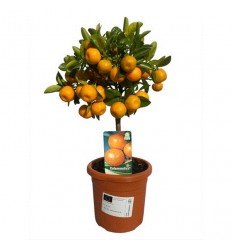 CITRONKOKS CALAMONDIN 15Ø45H