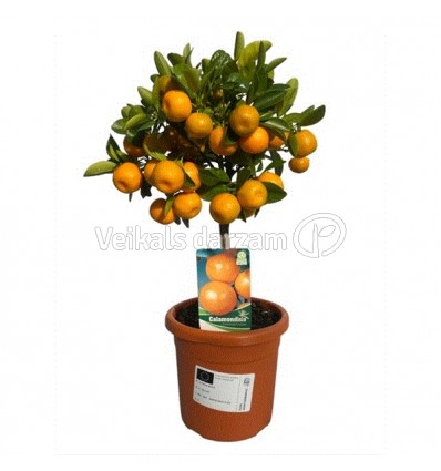 CITRONKOKS CALAMONDIN 15Ø45H