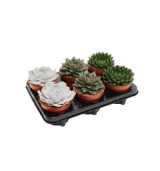 EŠEVĒRIJA (ECHEVERIA) MIX 12Ø 13H 