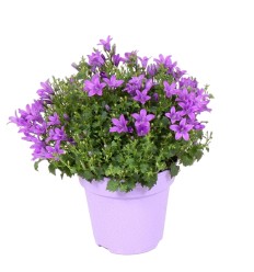 PULKSTENĪTES (CAMPANULA) ADENDA MIX 10,5Ø25H