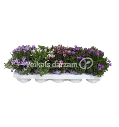 PULKSTENĪTES (CAMPANULA) ADENDA MIX 10,5Ø25H