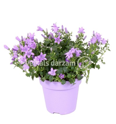 PULKSTENĪTES (CAMPANULA) ADENDA MIX 10,5Ø25H