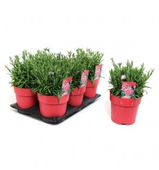 NEĻĶES (DIANTHUS) BIANCA 15Ø20H