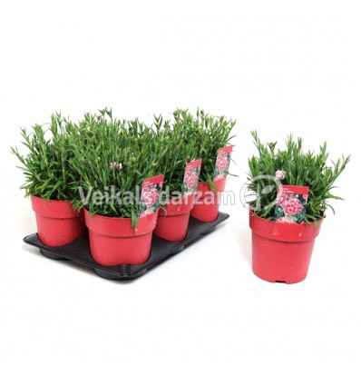 NEĻĶES (DIANTHUS) BIANCA 15Ø20H