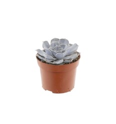 EŠEVĒRIJA (ECHEVERIA) LILA CHINA 10,5Ø15H