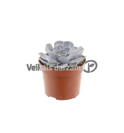 EŠEVĒRIJA (ECHEVERIA) LILA CHINA 10,5Ø15H