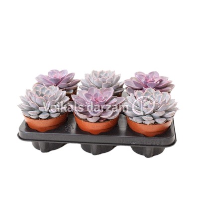 EŠEVĒRIJA (ECHEVERIA) PINK MIX 12Ø15H